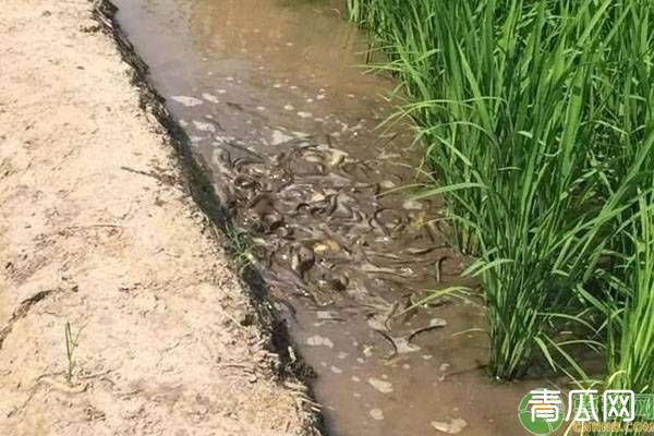 稻田养殖泥鳅的技术方法有哪些
