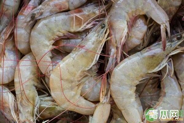 池塘施肥养殖罗氏虾注意什么？施肥要点介绍