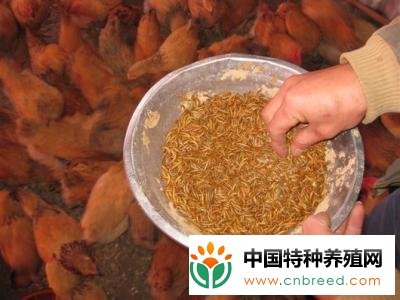 黄粉虫养鸡成本和效益分析(2)