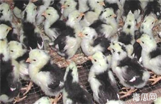 贵妃鸡养殖技术及注意事项