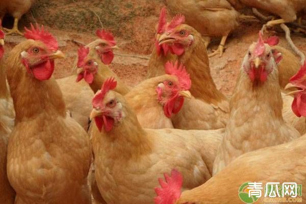 春季家禽疾病预防和治理措施