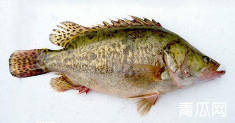 鳜鱼苗人工繁殖技术