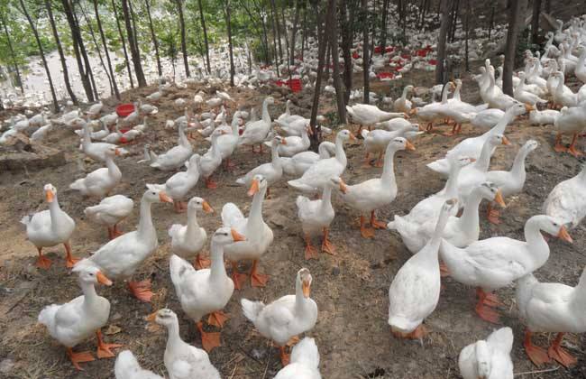 养殖肉鹅需要投资多少钱