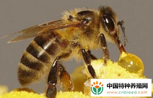 蜜蜂是怎样酿蜜的过程怎么样？