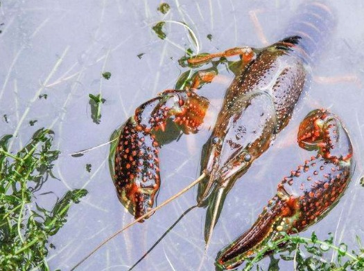 小龙虾常见病害防治指南