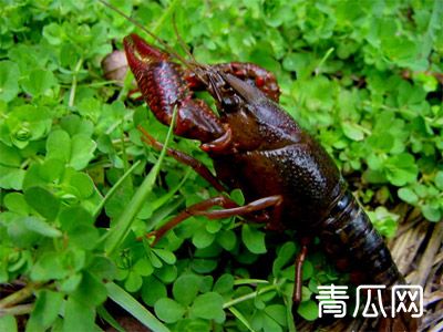 克氏原螯虾池塘养殖技术详解