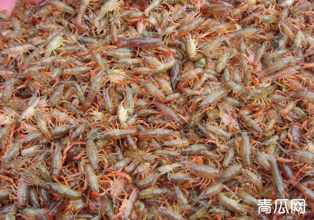 小龙虾苗种大量死亡原因是什么？