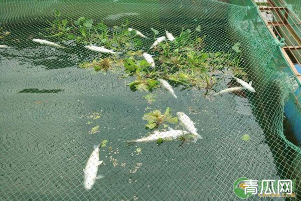 鱼苗放养注意事项及技巧分享