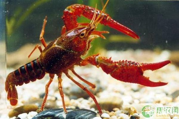 2020小龙虾养殖技术有什么革新吗