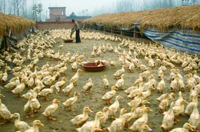 规模肉鸭场防疫需关注三点