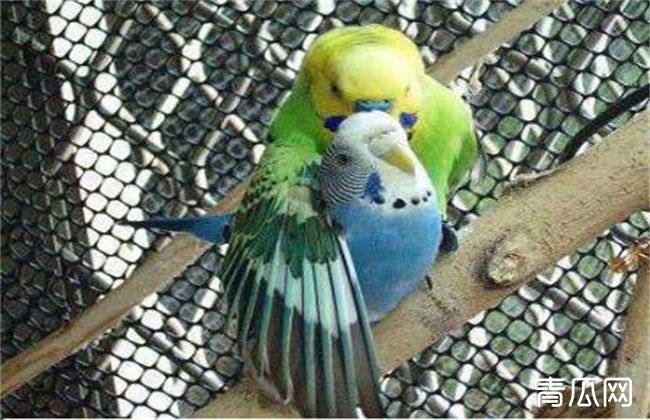虎皮鹦鹉繁殖注意事项