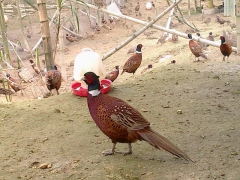 野山鸡各阶段养殖管理