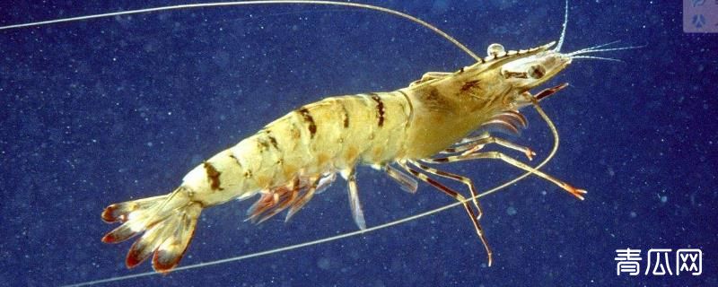 南美白对虾和黑虎虾哪个好吃？