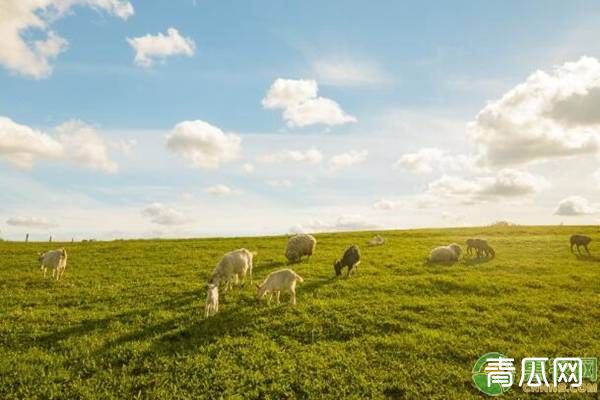 羊不进食了？可能是这几个原因导致的！