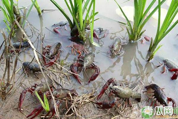 小龙虾喜欢吃什么？如何给小龙虾调配饲料？