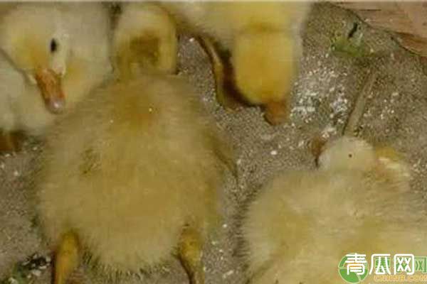 家鹅常见病的特征及防治方法