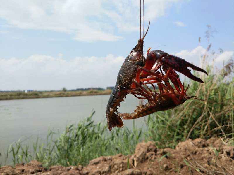 小龙虾大量死亡的原因是什么病
