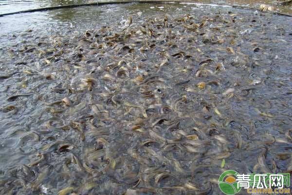 泥鳅养殖常见误区及应对措施