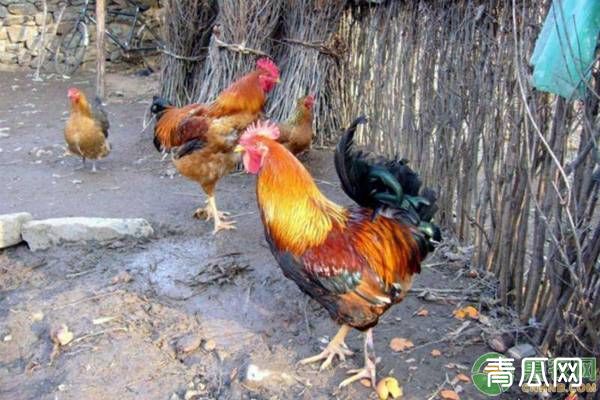 蛋鸡养殖想提高产蛋率？延长产蛋高峰期是关键！