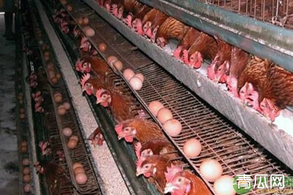 蛋鸡和肉鸡猝死的原因是什么？预防方法有哪些