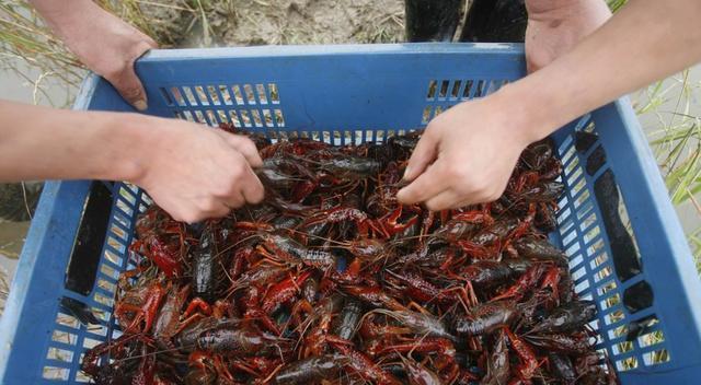 小龙虾投喂管理技巧分享