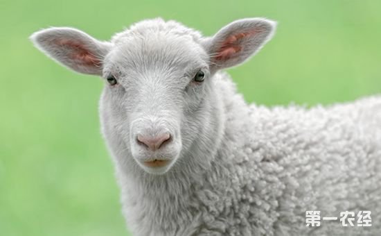 绵羊四季放牧怎么管理？新手注意事项介绍