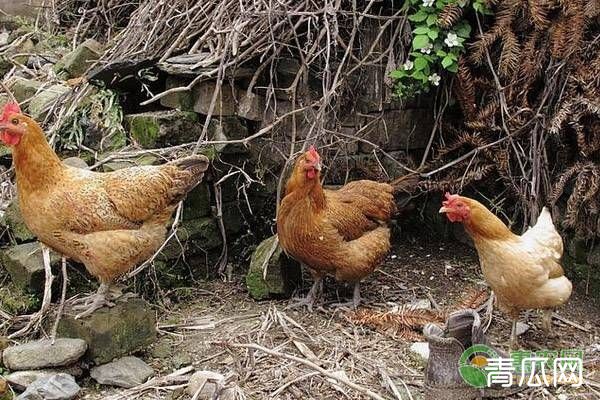 林下养殖土鸡如何制作饲料？蚯蚓可以直接喂吗？