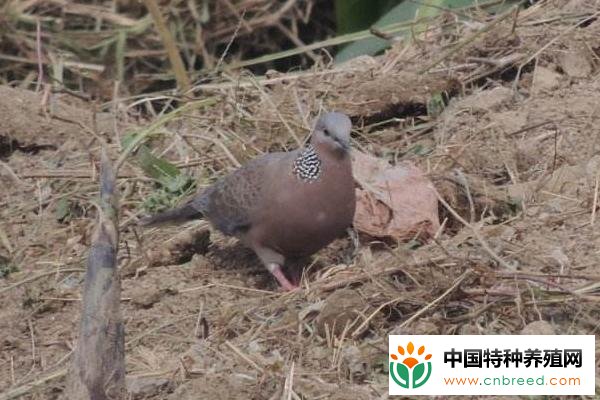 斑鸠怎么养 斑鸠人工养殖技术