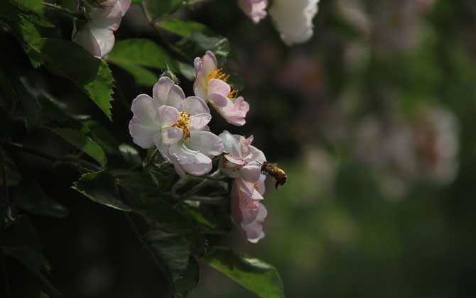 蜜蜂图片