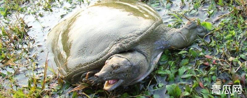 如何杀甲鱼教程讲解