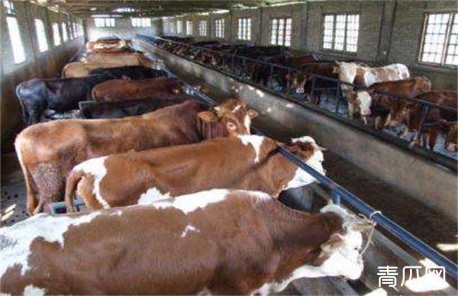 育肥牛饲养要注意什么 管理技术介绍