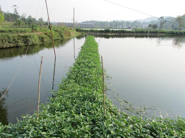 小龙虾池塘养殖应该注意什么？