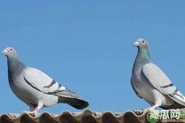 鸽子家飞训练有什么好处？训练时要注意什么？