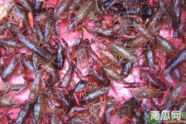 四月小龙虾养殖喂养及水位管理要点