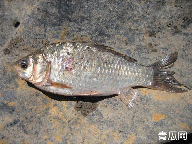 越冬期间常见鱼病怎么防治