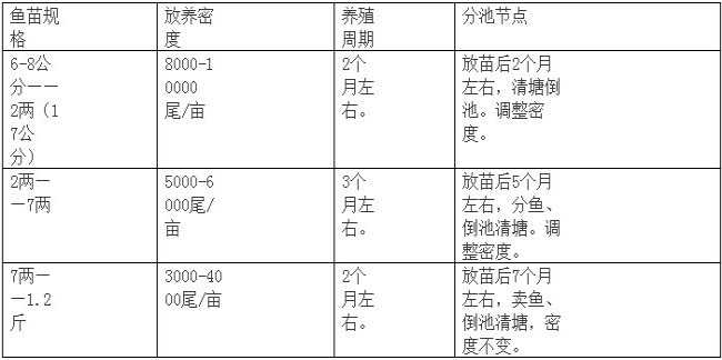 石斑鱼放苗：鱼苗培育的技术要点（土塘和高位池）