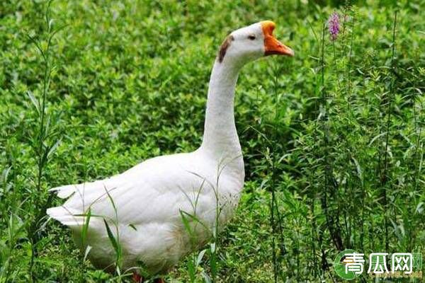 鹅饲料的类型介绍及合理配制推荐方案
