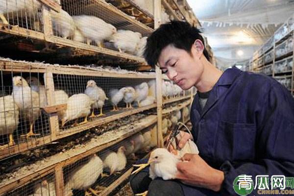 蛋鸡接种疫苗的时间安排表制定