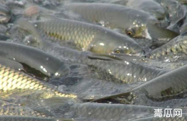 草鱼夏季如何养殖