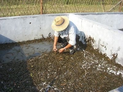 水蛭养殖基地的建造