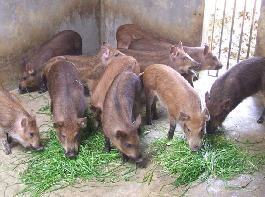 大山深处养野猪