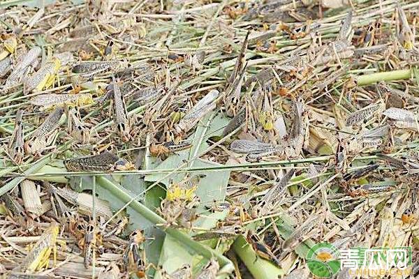 蚂蚱的养殖技术