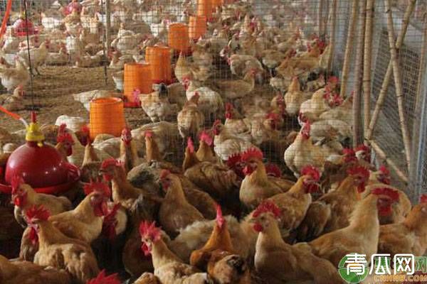 养鸡怎么才能挣钱？这7个坏毛病养鸡户须戒掉！