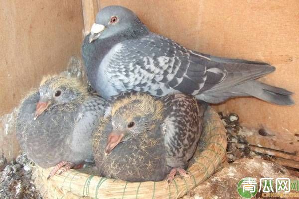 养鸽知识：鸽子饲喂奶粉和蛋黄液的做法