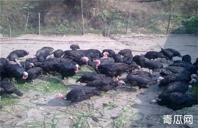 火鸡适合生长条件