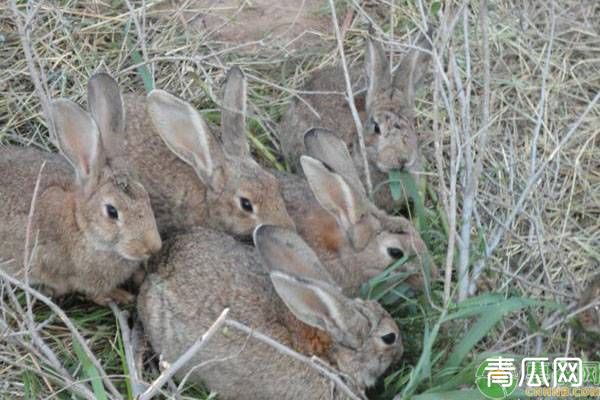 果园饲养兔子的优点及事项介绍