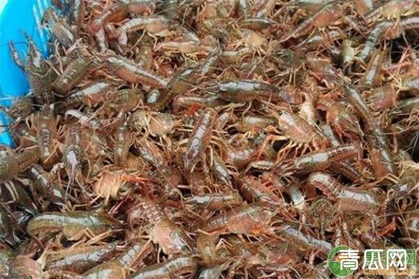 小龙虾的摄食特性和科学投喂方法