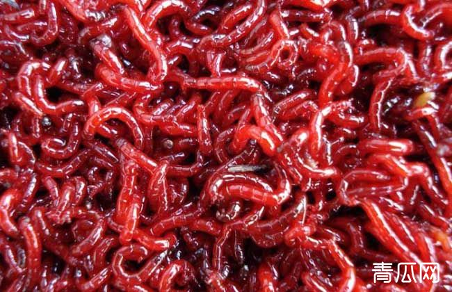 红虫养殖的注意事项