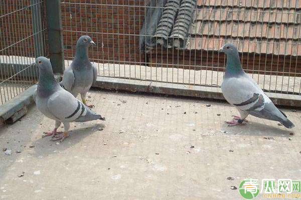 想要种鸽育种成功，这五个要点鸽友必看！