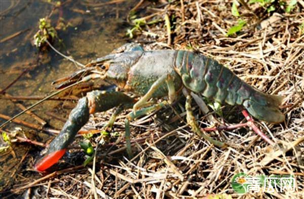 庐江县澳洲淡水龙虾池塘标准化养殖技术